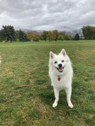 Lost Male Dog last seen Near S Park Meadows St , South Salt Lake, UT 84106