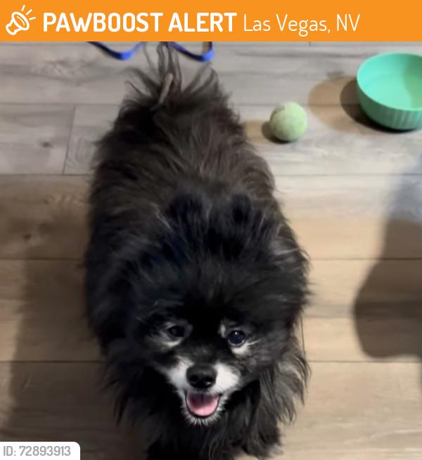 Found/Stray Unknown Dog last seen Las Vegas Blvd and Rainbow, Las Vegas, NV 89129