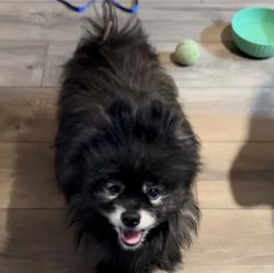 Found/Stray Unknown Dog last seen Las Vegas Blvd and Rainbow, Las Vegas, NV 89129