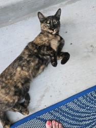 Lost Female Cat last seen Landers avenue and Piedmont Rd, San Jose, CA 95132