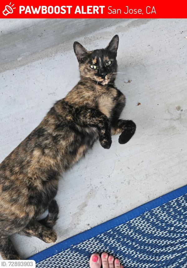 Lost Female Cat last seen Landers avenue and Piedmont Rd, San Jose, CA 95132