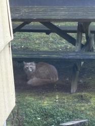 Found/Stray Unknown Cat last seen 13th and Main , Portland, OR 97214