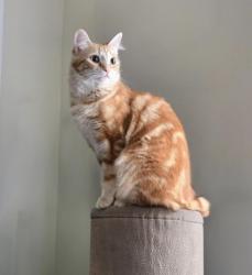 Reunited Female Cat last seen Monterey road  and Kendall Ave, Los Angeles, CA 90042