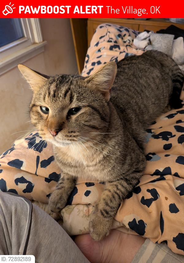 Lost Male Cat last seen Strafford , The Village, OK 73120