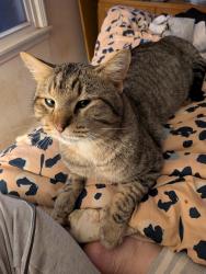 Lost Male Cat last seen Strafford , The Village, OK 73120