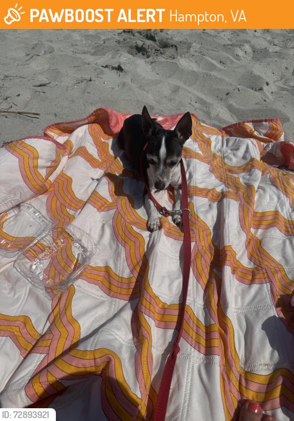 Found/Stray Female Dog last seen Buckroe beach 1st street by the main road , Hampton, VA 23664