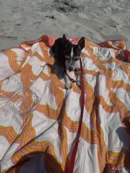 Found/Stray Female Dog last seen Buckroe beach 1st street by the main road , Hampton, VA 23664