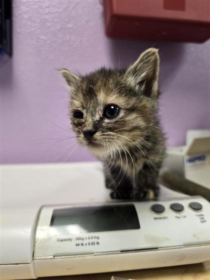 Shelter Stray Female Cat last seen El Paso, TX 79925, Fort Bliss, TX 79906