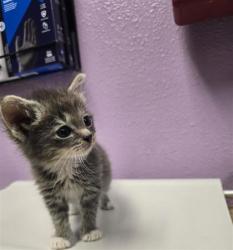 Shelter Stray Male Cat last seen El Paso, TX 79925, Fort Bliss, TX 79906