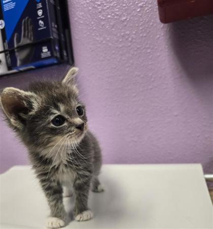 Shelter Stray Male Cat last seen El Paso, TX 79925, Fort Bliss, TX 79906