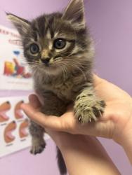 Shelter Stray Female Cat last seen El Paso, TX 79936, Fort Bliss, TX 79906