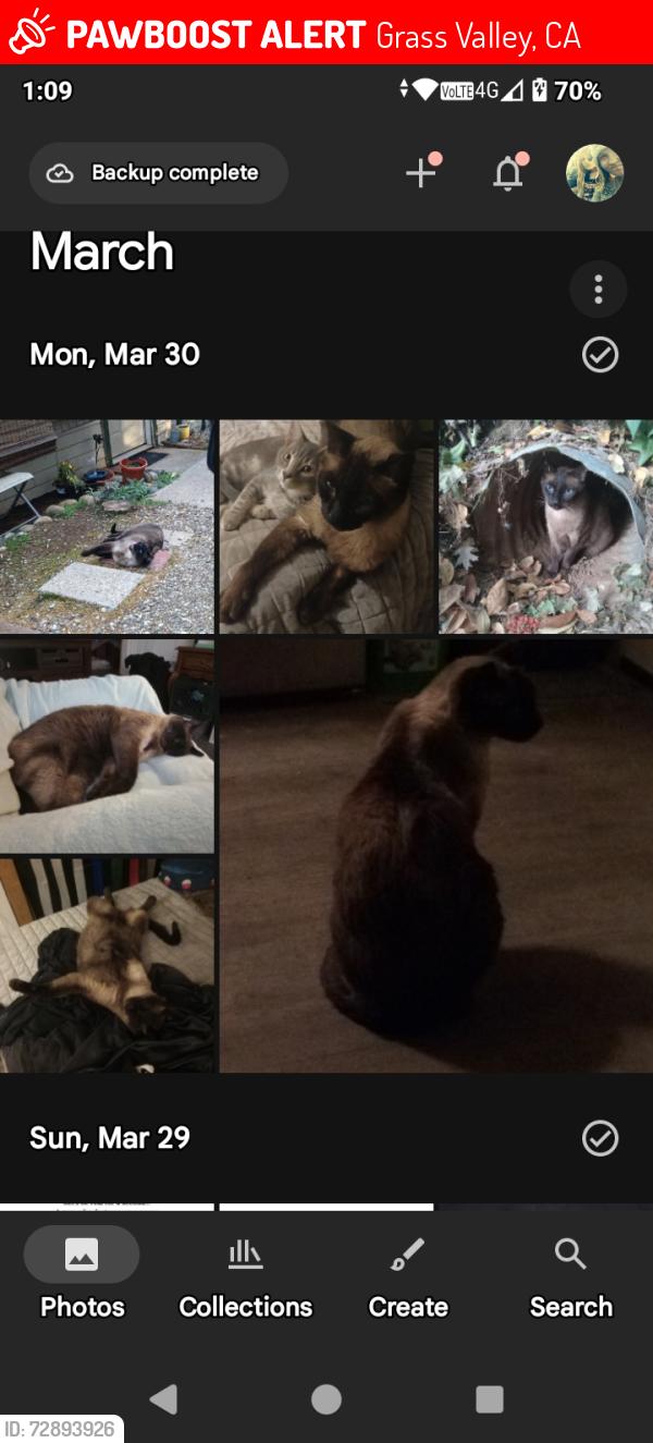 Lost Male Cat last seen Hillview Rd., Grass Valley, CA 95945