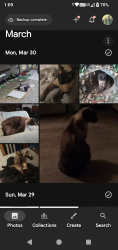 Lost Male Cat last seen Hillview Rd., Grass Valley, CA 95945