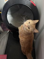 Reunited Male Cat last seen Near Indian Creek Dr, Farmington Hills, MI 48335, USA, Farmington Hills, MI 48335