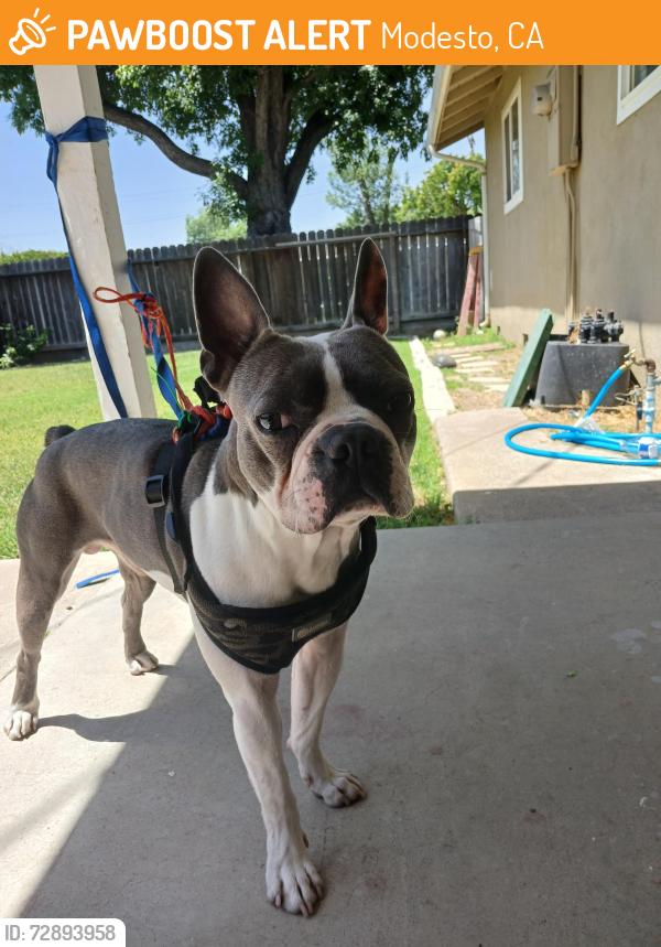 Found/Stray Male Dog last seen Yosemite , Modesto, CA 95351