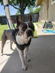 Found/Stray Male Dog last seen Yosemite , Modesto, CA 95351