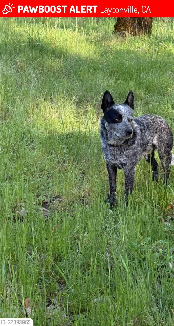 Lost Male Dog last seen Steele Ln Mather Ln, Laytonville, CA 95454