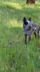 Lost Male Dog last seen Steele Ln Mather Ln, Laytonville, CA 95454