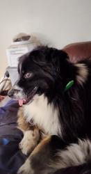 Lost Female Dog last seen Gibsonton Drive and 301, Riverview, FL 33578