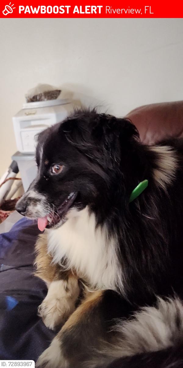 Lost Female Dog last seen Gibsonton Drive and 301, Riverview, FL 33578