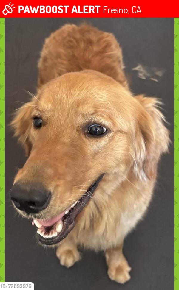 Lost Female Dog last seen Polk and ashlan, Fresno, CA 93722
