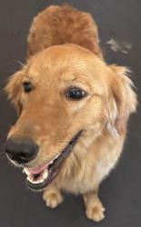 Lost Female Dog last seen Polk and ashlan, Fresno, CA 93722