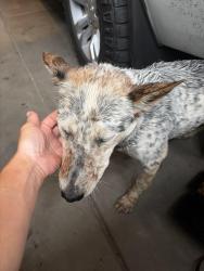Found/Stray Male Dog last seen Picadilly road , Aurora, CO 80011
