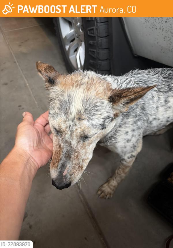 Found/Stray Male Dog last seen Picadilly road , Aurora, CO 80011