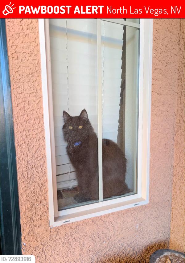 Lost Male Cat last seen San Mateo St and Grand Teton , North Las Vegas, NV 89085