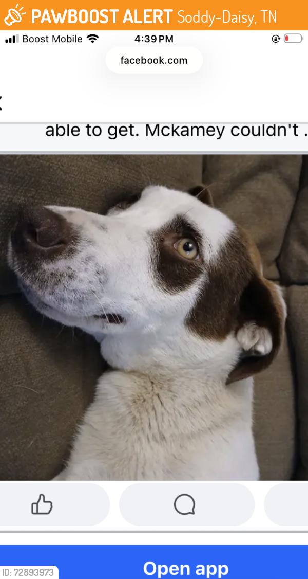 Found/Stray Female Dog last seen Dallas hollow, Soddy-Daisy, TN 37379