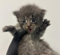 Shelter Stray Male Cat last seen Near Menlo Avenue, San Diego, CA, 92105, San Diego, CA 92110