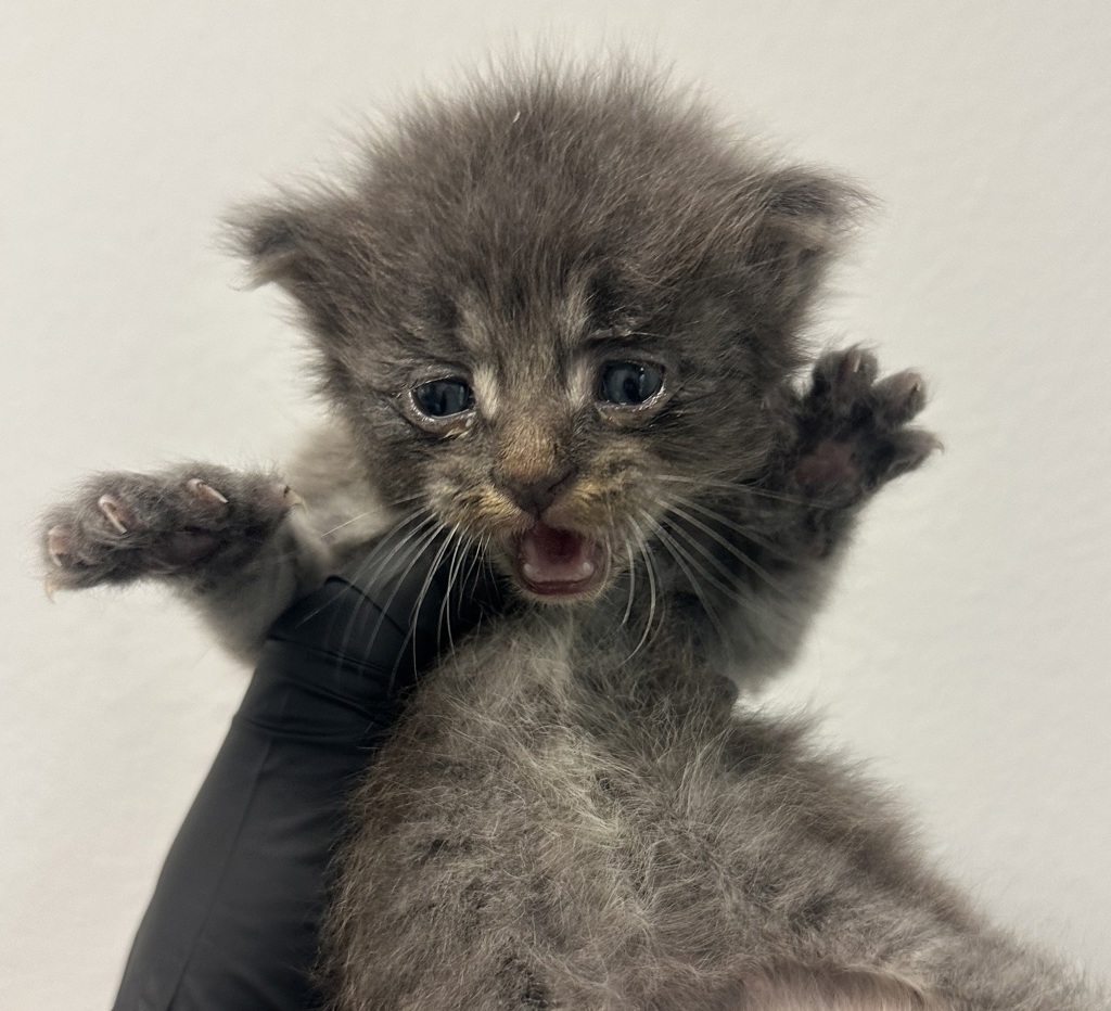 Shelter Stray Male Cat last seen Near Menlo Avenue, San Diego, CA, 92105, San Diego, CA 92110