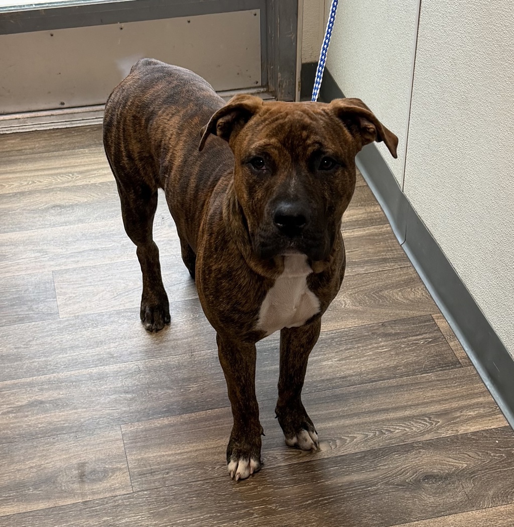 Shelter Stray Male Dog last seen Near Cherokee Avenue, San Diego, CA, 92104, San Diego, CA 92110