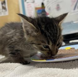 Shelter Stray Female Cat last seen Near Centennial Way, Escondido, CA, 92026, Escondido, CA 92027