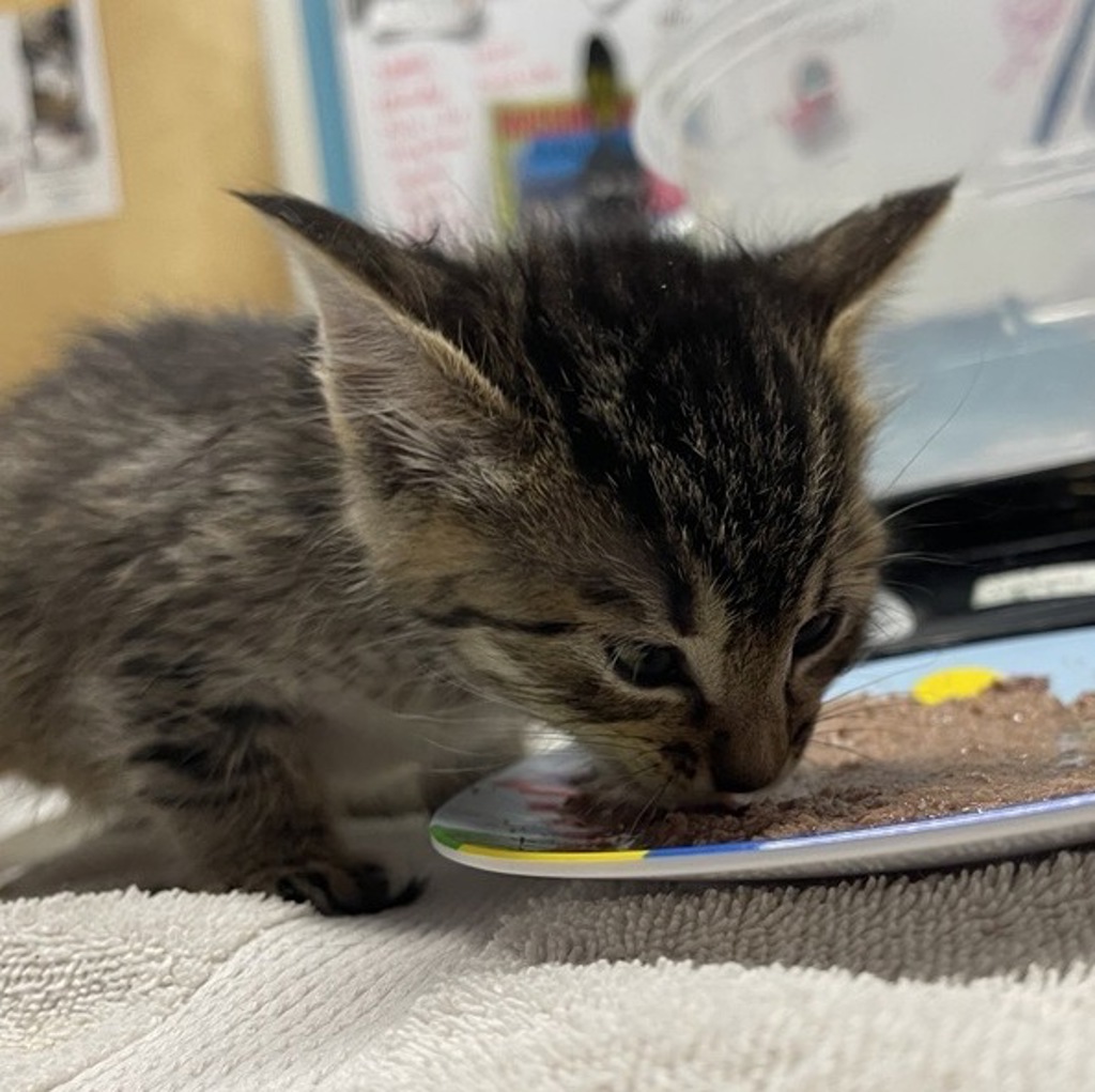 Shelter Stray Female Cat last seen Near Centennial Way, Escondido, CA, 92026, Escondido, CA 92027