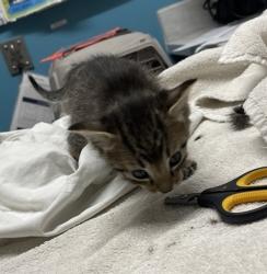 Shelter Stray Male Cat last seen Near Centennial Way, Escondido, CA, 92026, Escondido, CA 92027