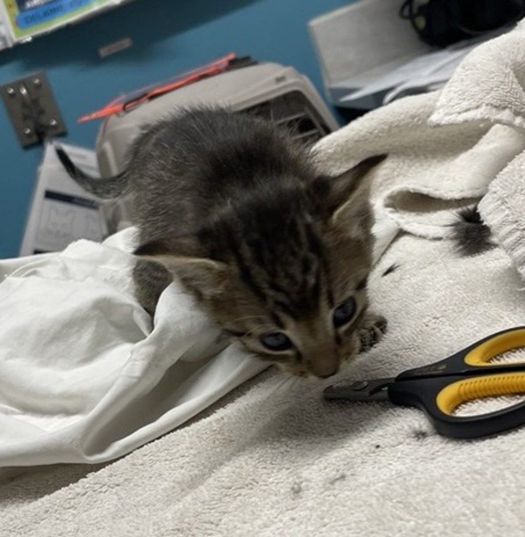Shelter Stray Male Cat last seen Near Centennial Way, Escondido, CA, 92026, Escondido, CA 92027