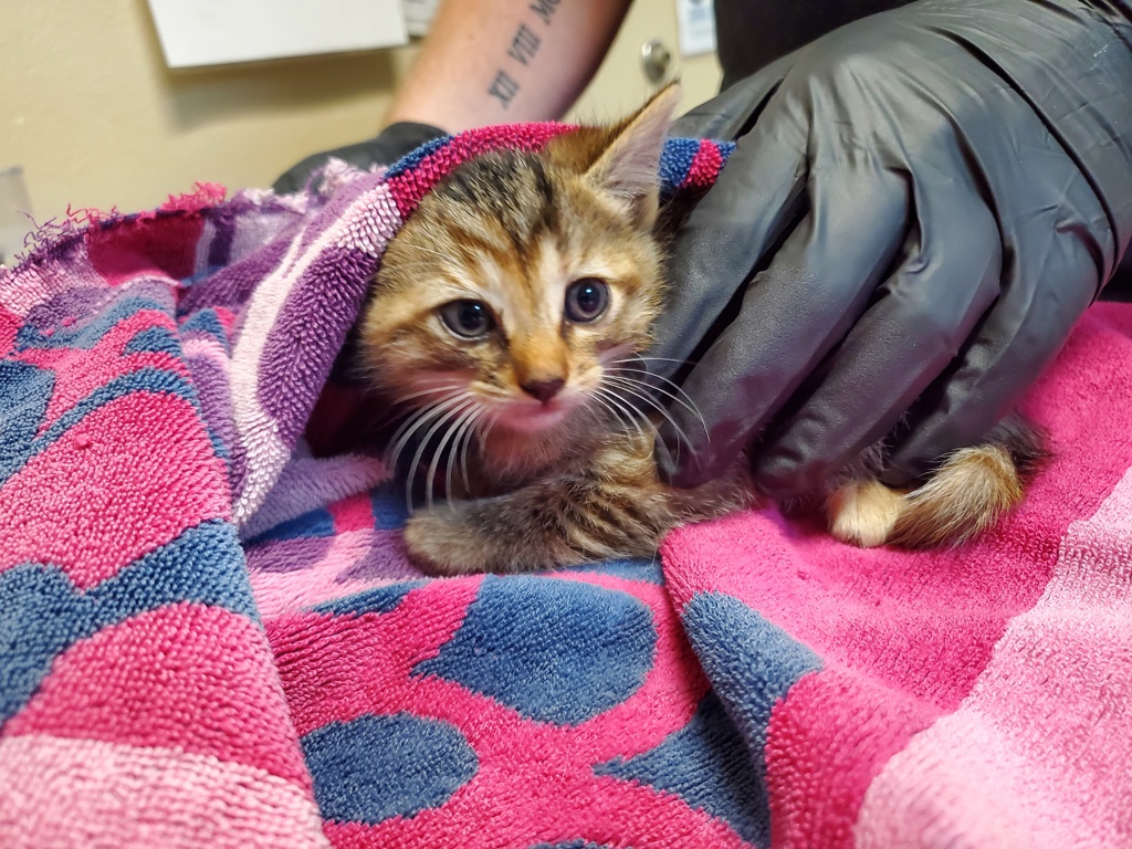 Shelter Stray Female Cat last seen Near Via Santiago, Vista, CA, 92081, Oceanside, CA 92058