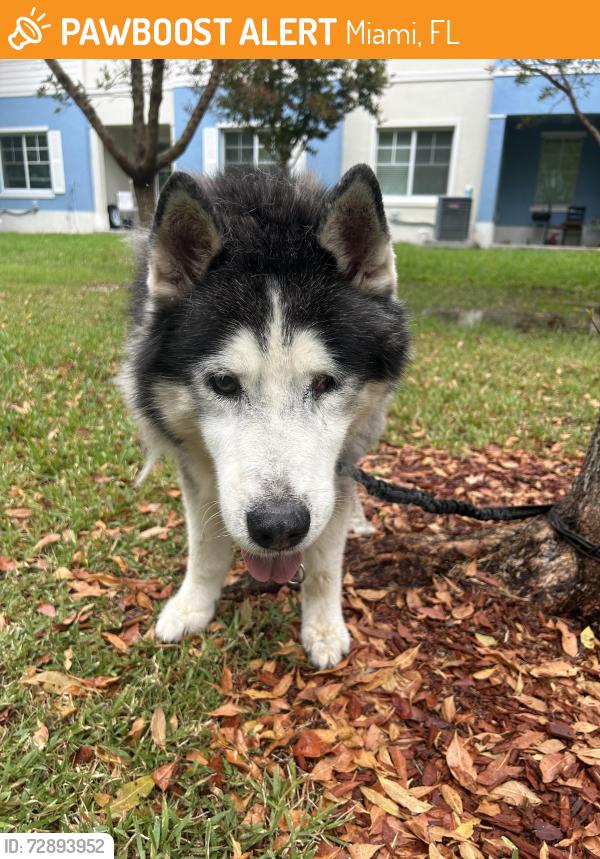 Found/Stray Unknown Dog last seen Near sw 107 ave, Miami, FL 33157