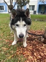 Found/Stray Unknown Dog last seen Near sw 107 ave, Miami, FL 33157