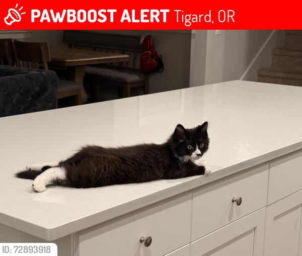Lost Male Cat last seen Residents, Tigard, OR 97224