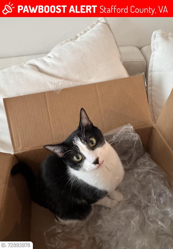 Lost Female Cat last seen Rappahannock Landing, Stafford County, VA 22405