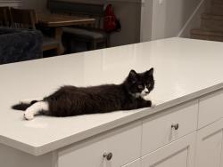 Lost Male Cat last seen Residents, Tigard, OR 97224