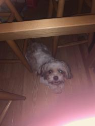 Reunited Male Dog last seen Woodbridge ave, Woodbridge Township, NJ 07095