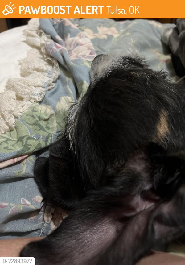 Found/Stray Male Dog last seen BA expressway leaving downtown, Tulsa, OK 74103