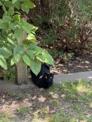 Found/Stray Female Cat last seen 15th and Troost Ave, Tulsa, OK 74120