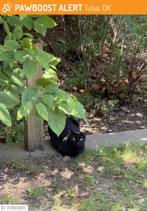 Found/Stray Female Cat last seen 15th and Troost Ave, Tulsa, OK 74120