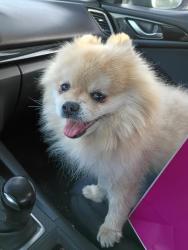 Found/Stray Unknown Dog last seen Barstow and Fresno st, Fresno, CA 93740