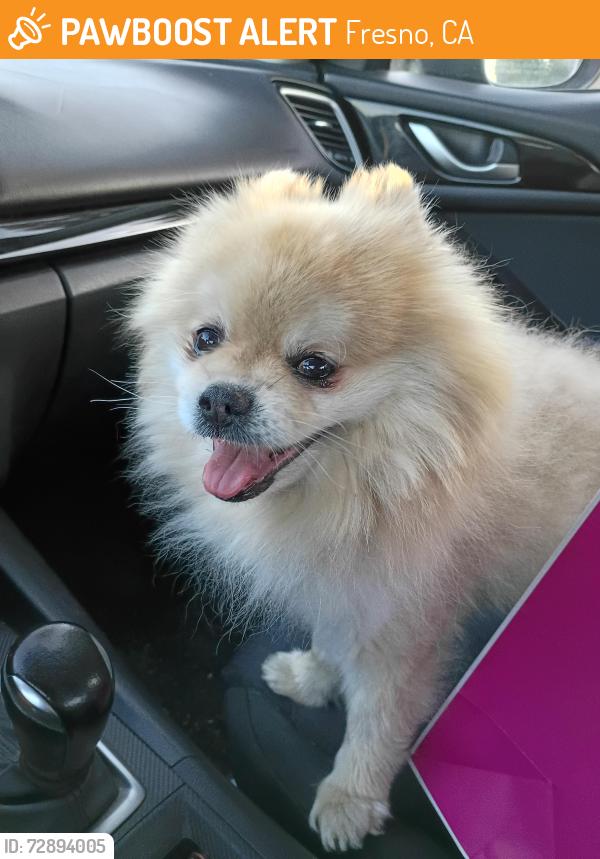 Found/Stray Unknown Dog last seen Barstow and Fresno st, Fresno, CA 93740