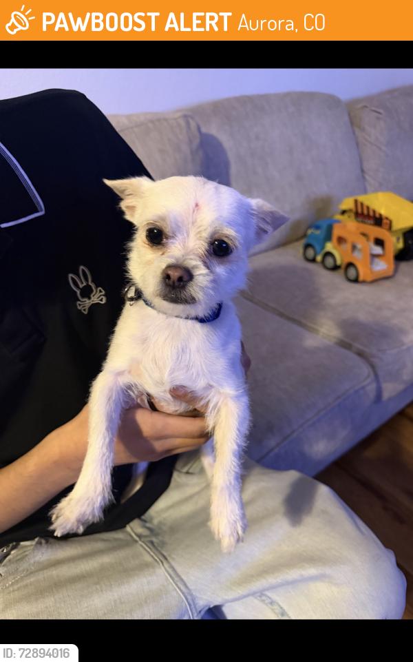 Found/Stray Male Dog last seen Chambers Fairplay Street , Aurora, CO 80011